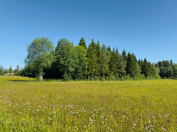 istock A beautiful summer day in a lush green meadow with trees and a clear sky. 2224875556