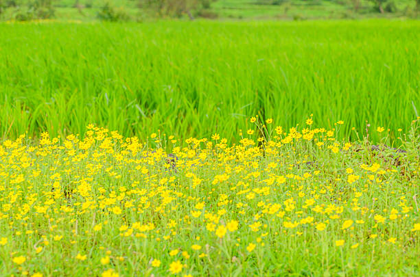 A Picturesque landscape with greenery during monsoon season, nature background for wallpaper, website or poster design