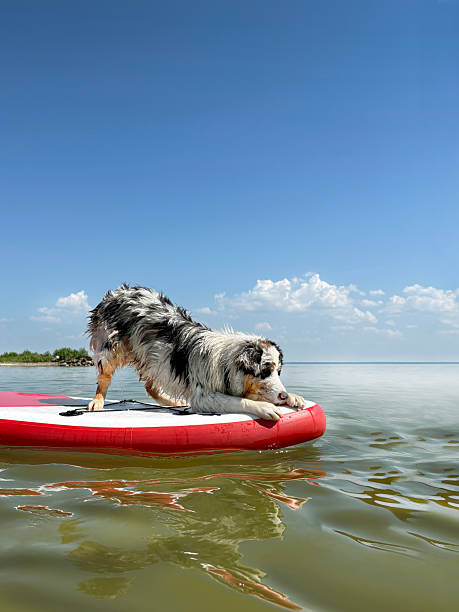 istock A Aussie Australian Shepherd dog in blue marble color floats glove SUP board in sea, vertical photo 2224879310