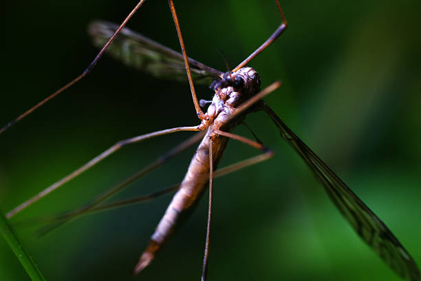 two Xenogryllus marmoratus, also known as Japanese Pine Crickets, on a surface of a log or tree bark