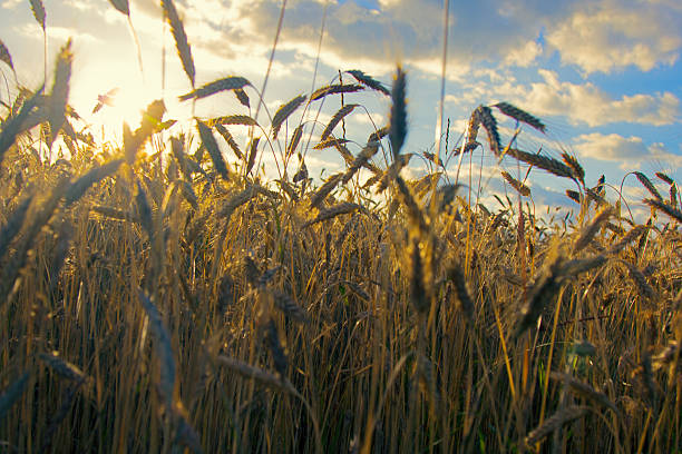 istock Wheat Beards.Wheat field morning sunrise 2224879706
