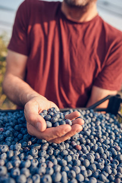 istock Farmer picking fresh blueberries on a farm. 2224879919