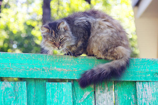 Fluffy Black and White Cat Sitting on a Fence in Winter