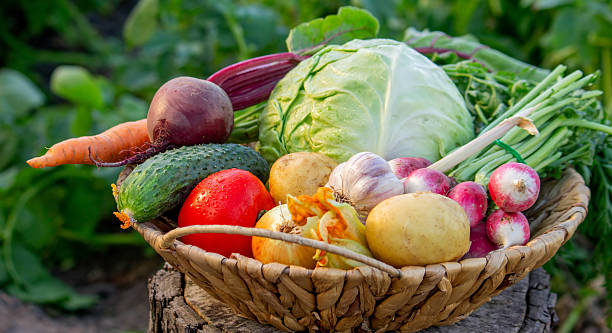 istock Fresh Organic Vegetables Harvested from the Garden 2224880690