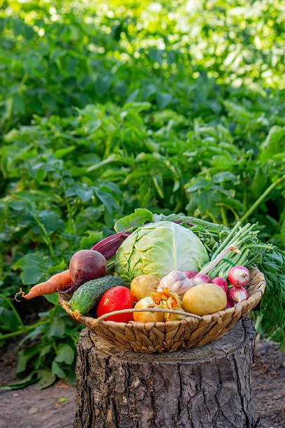 istock Fresh Organic Vegetables Harvested from the Garden 2224880691