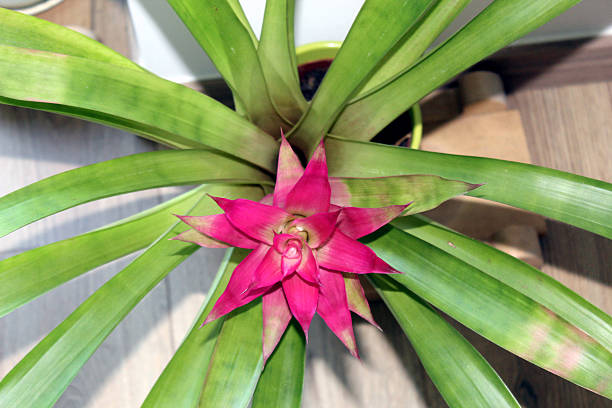 Tropical Guzmania plant with bright pink flower