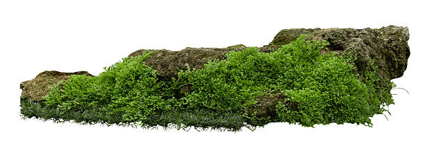 istock Tropical plant fern moss bush shrub tree isolated on white background with clipping path. 2224882041