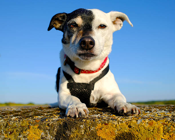 Jack Russell dog with unique half-black, half-white face rests calmly on an old lichen-covered concrete slab.