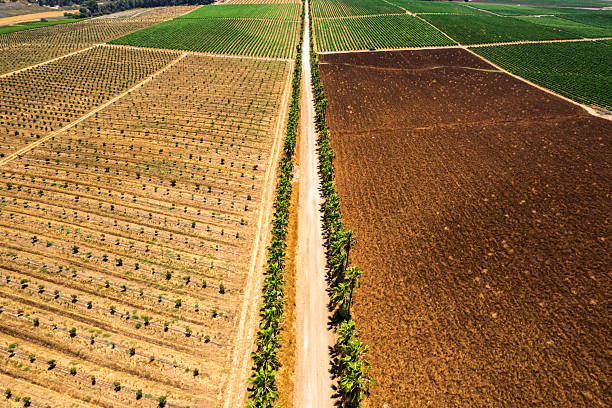 istock Palm-Lined Rural Road in Mitzpe Tal 2224882832