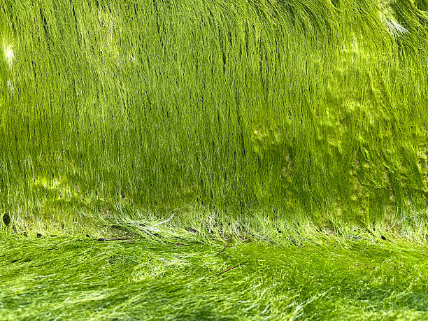 istock Green algae on the tropical beach, creating space for product display 2224883527