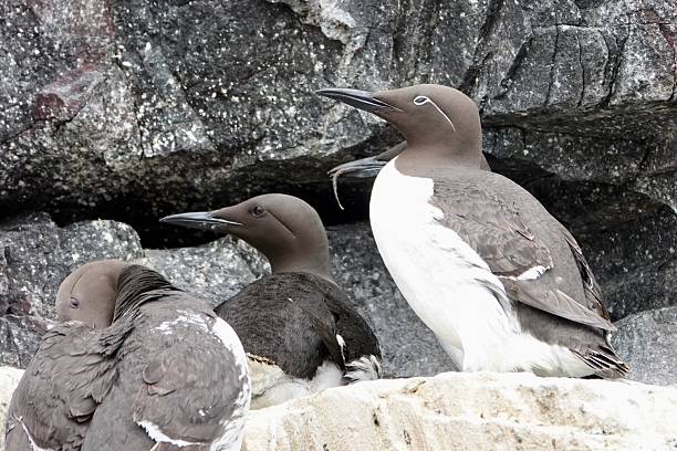 istock Bridled guillemot Farne Islands 2224885550