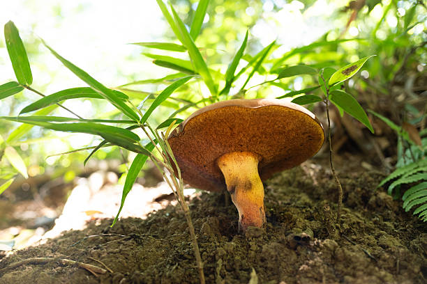 istock Bay Bolete on a forest slope. 2224885605