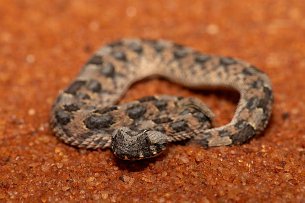 istock Horned Adder (Bitis caudalis), in the wild 2224886967