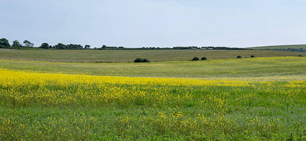 istock yellow summer flower fields in south dorset 2224887035