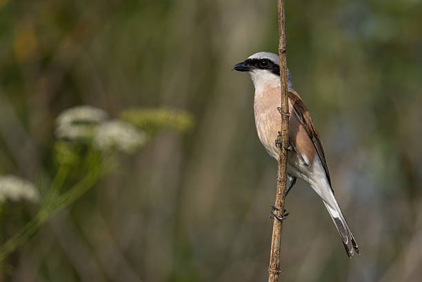 istock Male red-backed shrike (Lanius collurio) 2224887434