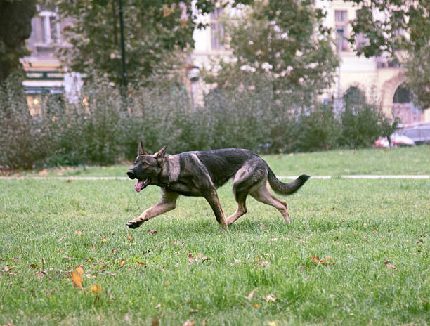 istock Shepherd on a walk is on the trail (by smell) 2224888540
