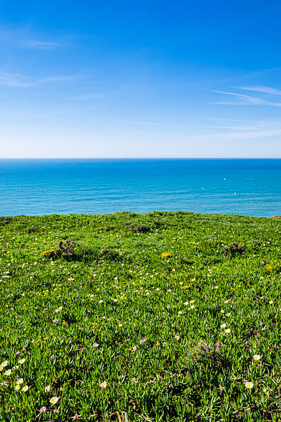 Grass carpet dotted with spring flowers at the Cabo da Roca, the most westerly point of mainland Europe located around 140 metres above the sea