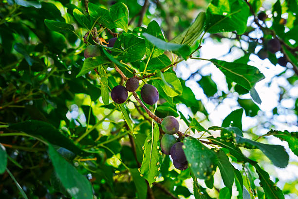 istock Purple and green plums ripening on a tree branch. 2224889586