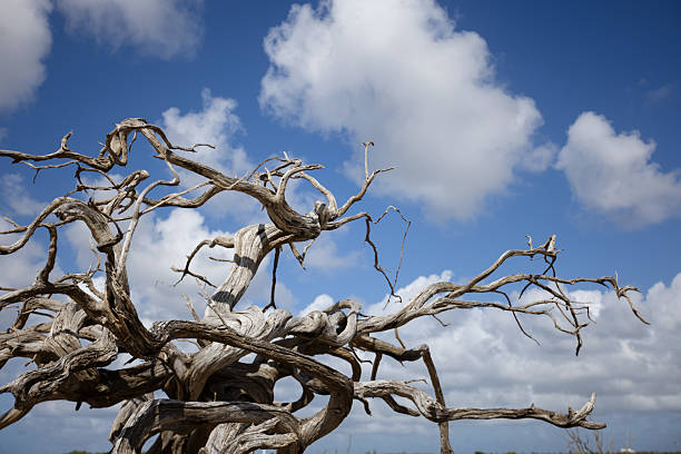 Twisted dry tree branches on the blue sky with fluffy white clouds background