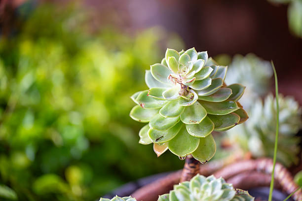 A Beautiful Moment of Succulent Plants