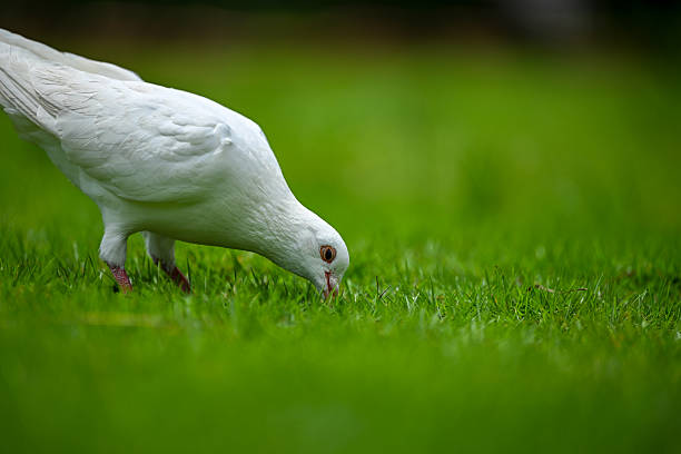 A White Dove Feeding on a Lush Green Lawn