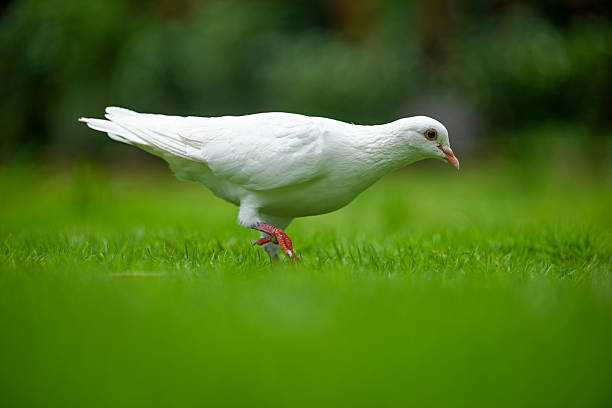 A White Dove Standing on the Green Grass