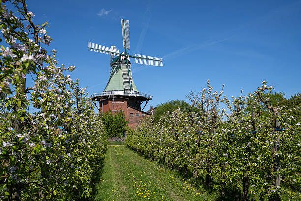 Twielenfleth, Germany - May 1, 2025: Mill close to Stade on a spring day with blooming trees on May 1, 2025 in Lower Saxony, Germany