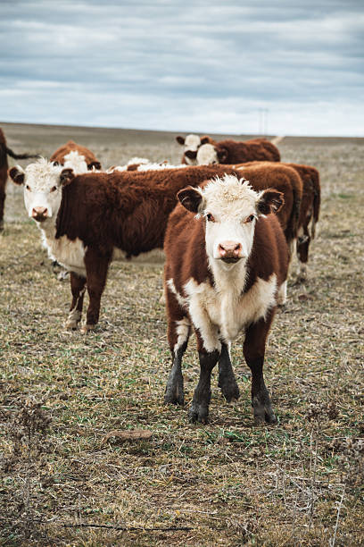 istock cattle wild life in australia 2224895871