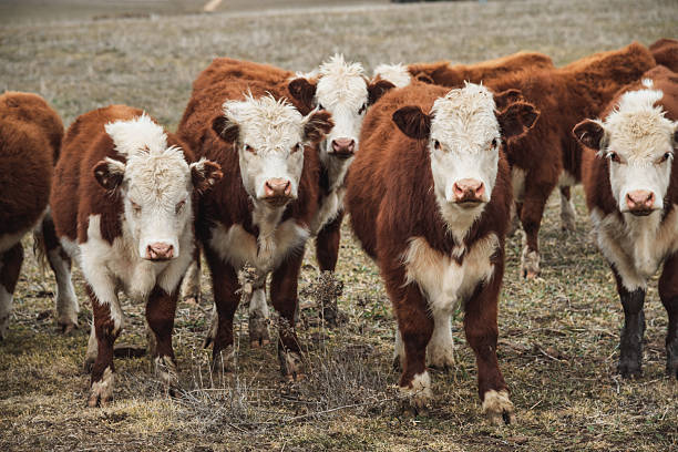 istock cattle wild life in australia 2224895966