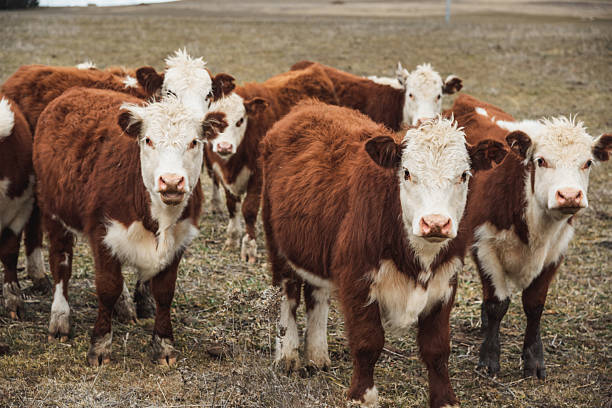 istock cattle wild life in australia 2224896019