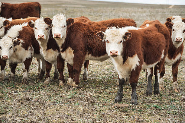 istock cattle wild life in australia 2224896057