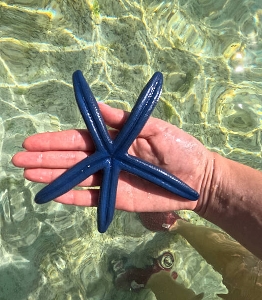 istock Blue star fish at Anda beach, Bohol, Philippines 2224896342