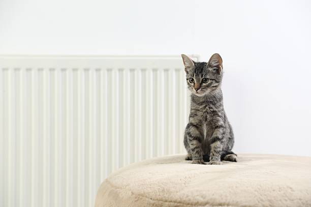 istock Cute little kitten on pouf near radiator at home, space for text 2224897112