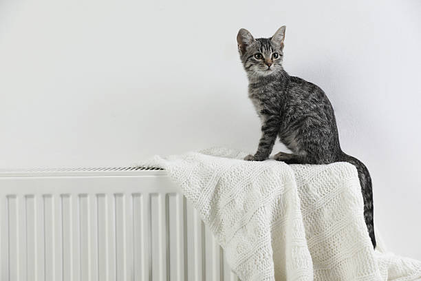 istock Cute little kitten on radiator at home, space for text 2224897311
