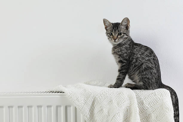istock Cute little kitten on radiator at home, space for text 2224897364