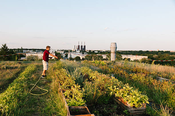 istock Summer: young adults watering plants on a rooftop community garden 2224898369