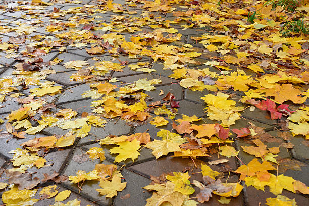 istock Fallen Autumn Leaves on Pavement isolated low angle view 2224899821