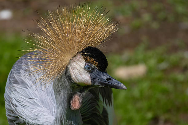 istock grey crowned crane - balearica regulorum gibericeps. 2224899879