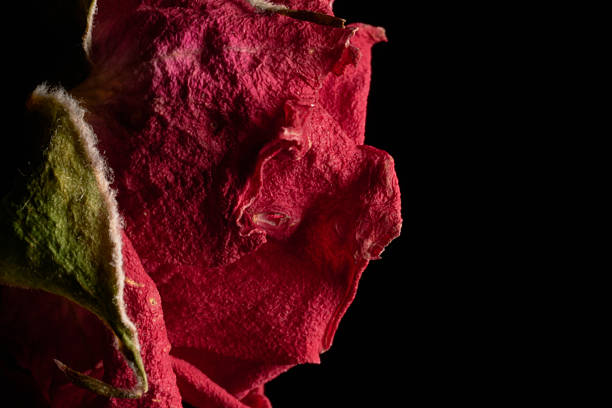 Textures of dried red rose flowers