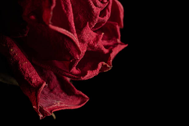istock Textures of dried red rose 2224900190