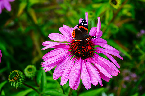 Pink flower with a butterfly