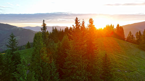 Sunset over pine forest in mountain landscape. Golden sun setting behind pine-covered hills, casting warm light across a green mountain slope with a peaceful and scenic view