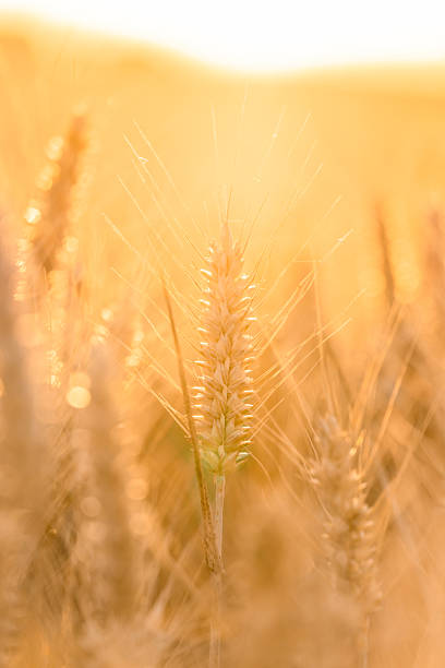 istock Golden wheat field gently swaying in the warm sunlight 2224902205