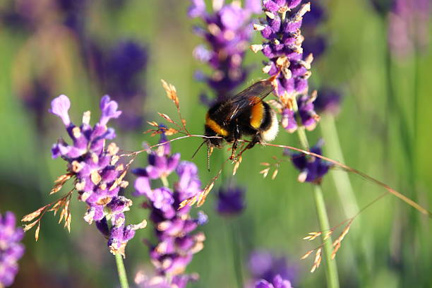 istock Purple lavender flowers 2224904123