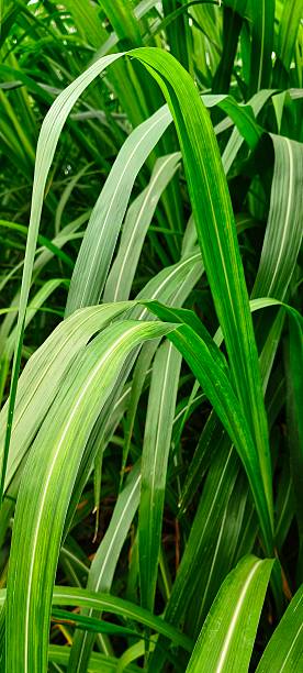 istock Lush Green Napier Grass Close-Up – High-Quality Forage Crop Image 2224905587