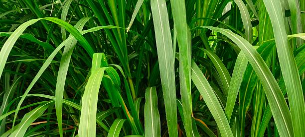 istock Napier Grass (Pennisetum purpureum) – Premium Green Fodder for Livestock 2224905691