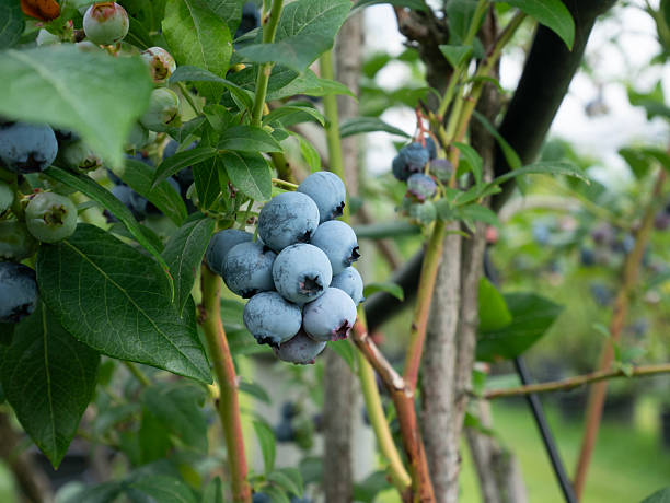 istock blueberries on the blueberry bush 2224905795