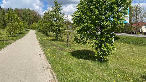 istock A tranquil park walkway lined with lush green trees under a bright blue sky. Perfect for concepts of relaxation, nature, and outdoor lifestyle. 2224907220