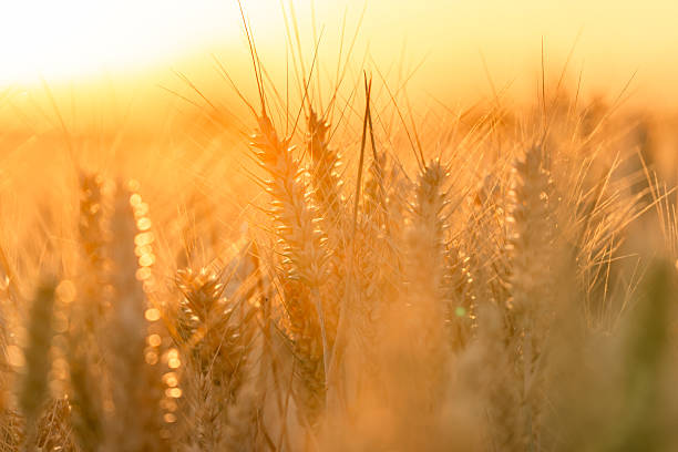 istock Golden wheat field gently swaying in the warm sunlight 2224907354