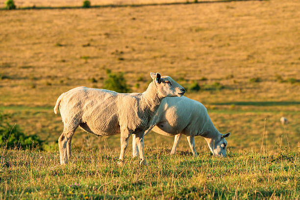 Sheep and ram in the flock eating grass